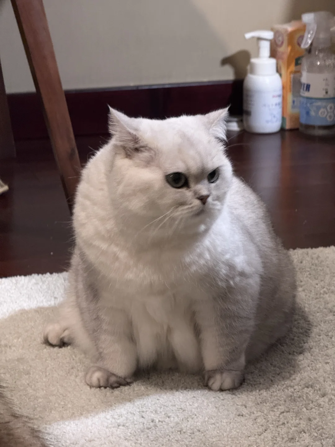 宝宝你是性感小猫🐱
