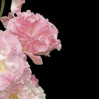 桔梗花的种植方法：一、土壤选择：桔梗花适宜生长在肥沃、疏松的土壤中。可以用腐叶土