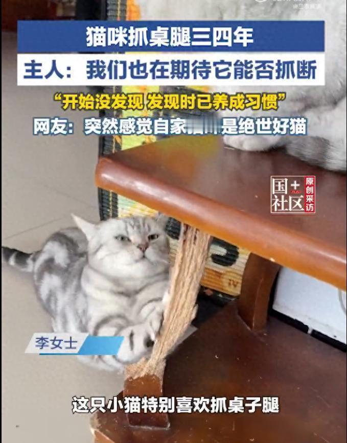 猫咪抓桌腿4年，眼看就要把桌腿抓断，网友在线蹲大结局，主人：开始没发现，发现时已