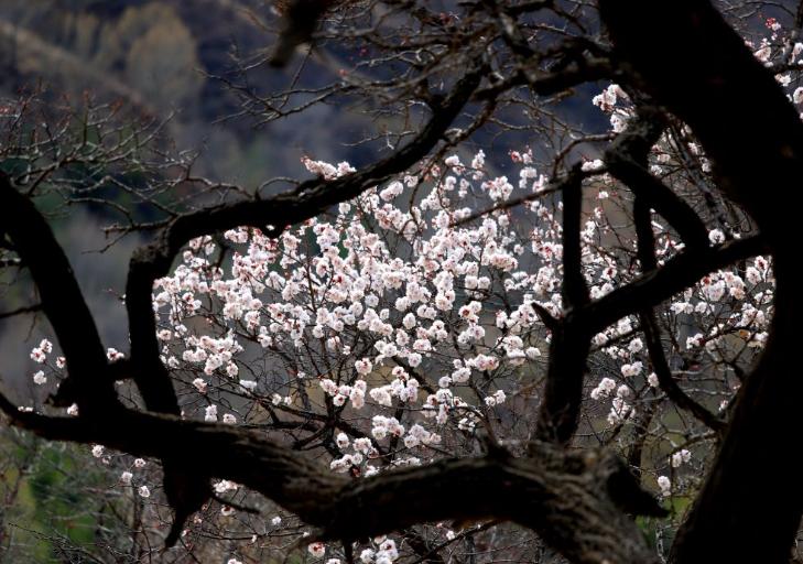 春到杀虎口
一、
山水怜如是，狼关卧野长。
已无金甲见，唯现画旗扬。
塘子流娇态