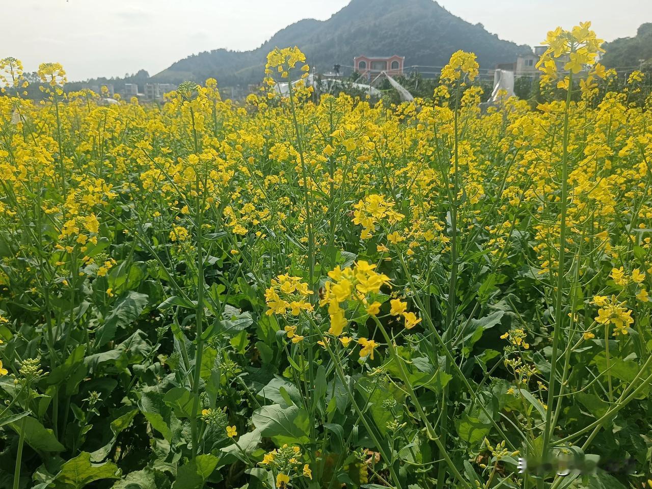 好多人种来吃苗的油菜，长成可以榨油了。