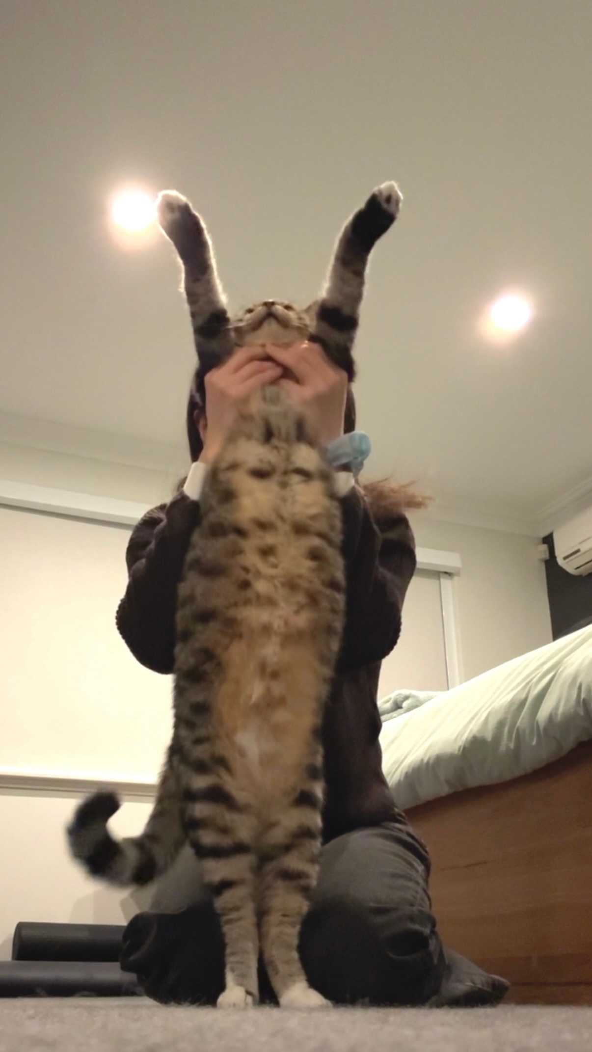 挟猫子以令諸侯。 