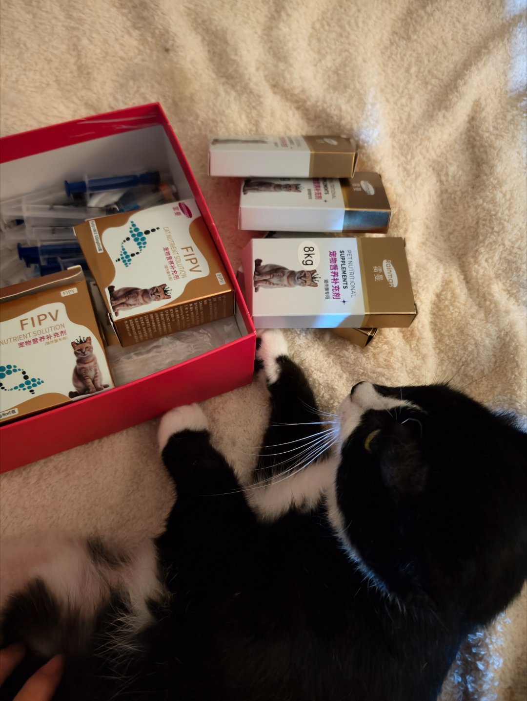 俺们警长猫传腹成功上岸，几千块的药没白吃 ，身价从0一跃涨到五千块😂 