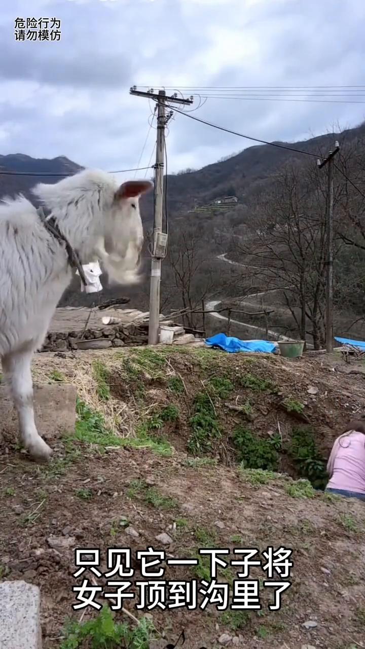 女子闲着没事逗山羊，与山羊闹着玩，这一幕真的太搞笑了。
女子闲着没事逗山羊，谁知