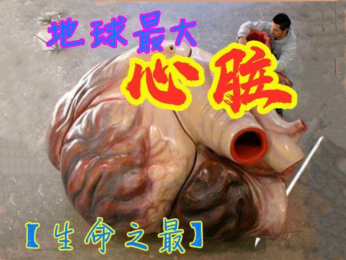 地球上最大的心脏有多大？重达450公斤，堪比一头成年牛
  心脏是动物赖以生存的