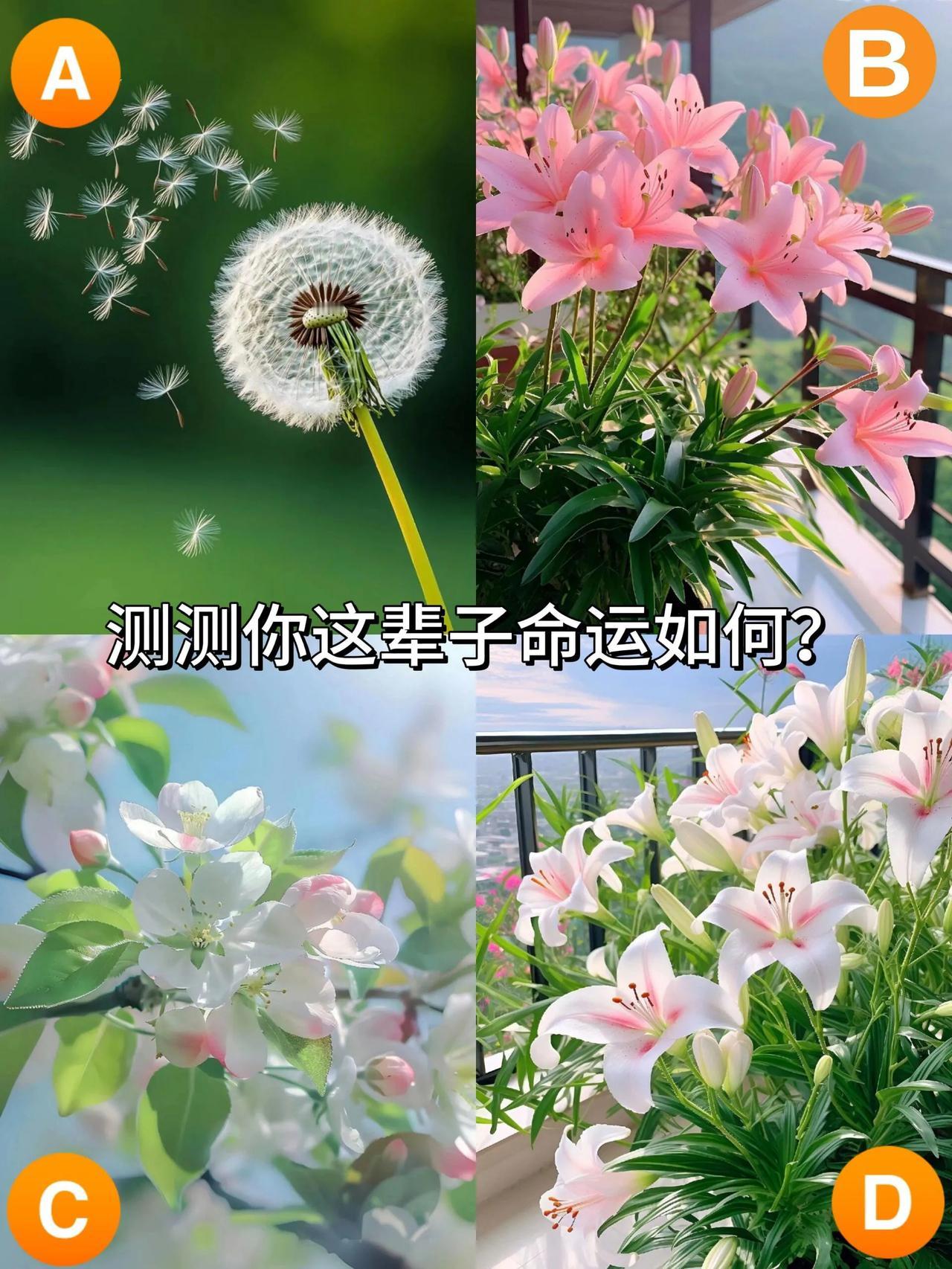心理测试：
测测你这辈子命运如何？
看👀你是像蒲公英一样，随风飘扬落到哪里就在
