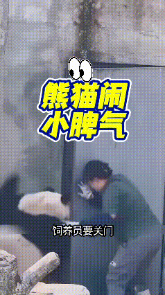 刷到这段视频，场面特别有意思。
关门的时候不小心挤到大熊猫的手指，熊猫揉了揉被挤