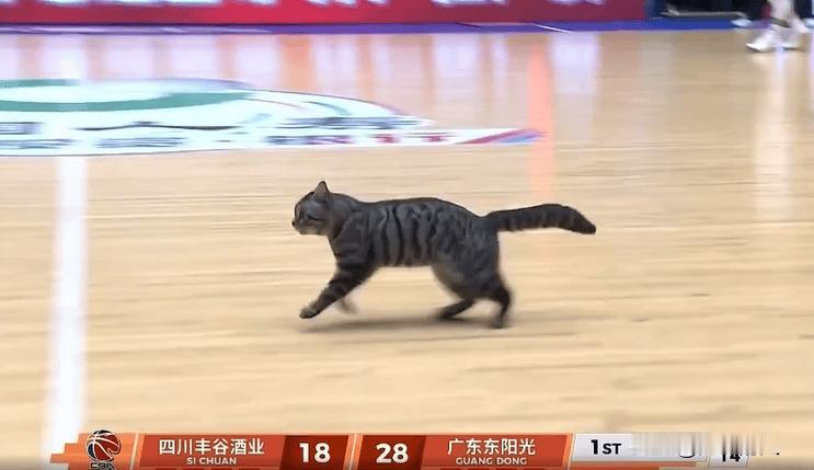 小猫给广东男篮助阵，对阵四川比赛被迫暂停



广东对阵四川比赛中，一只猫闯入比