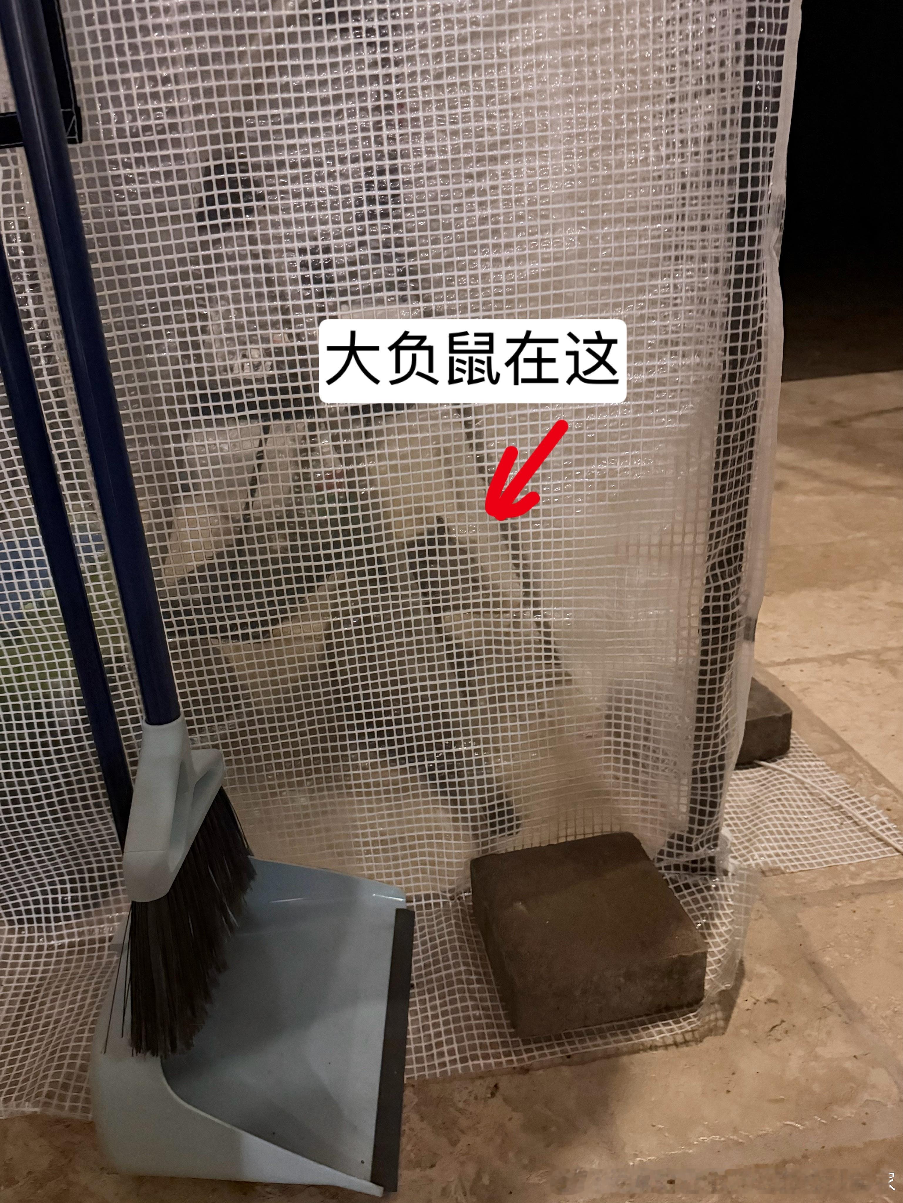 大晚上吓死人了半夜十二点多听到外面淅淅嗦嗦的声音开灯隔着后院门看了又看啥也没看到