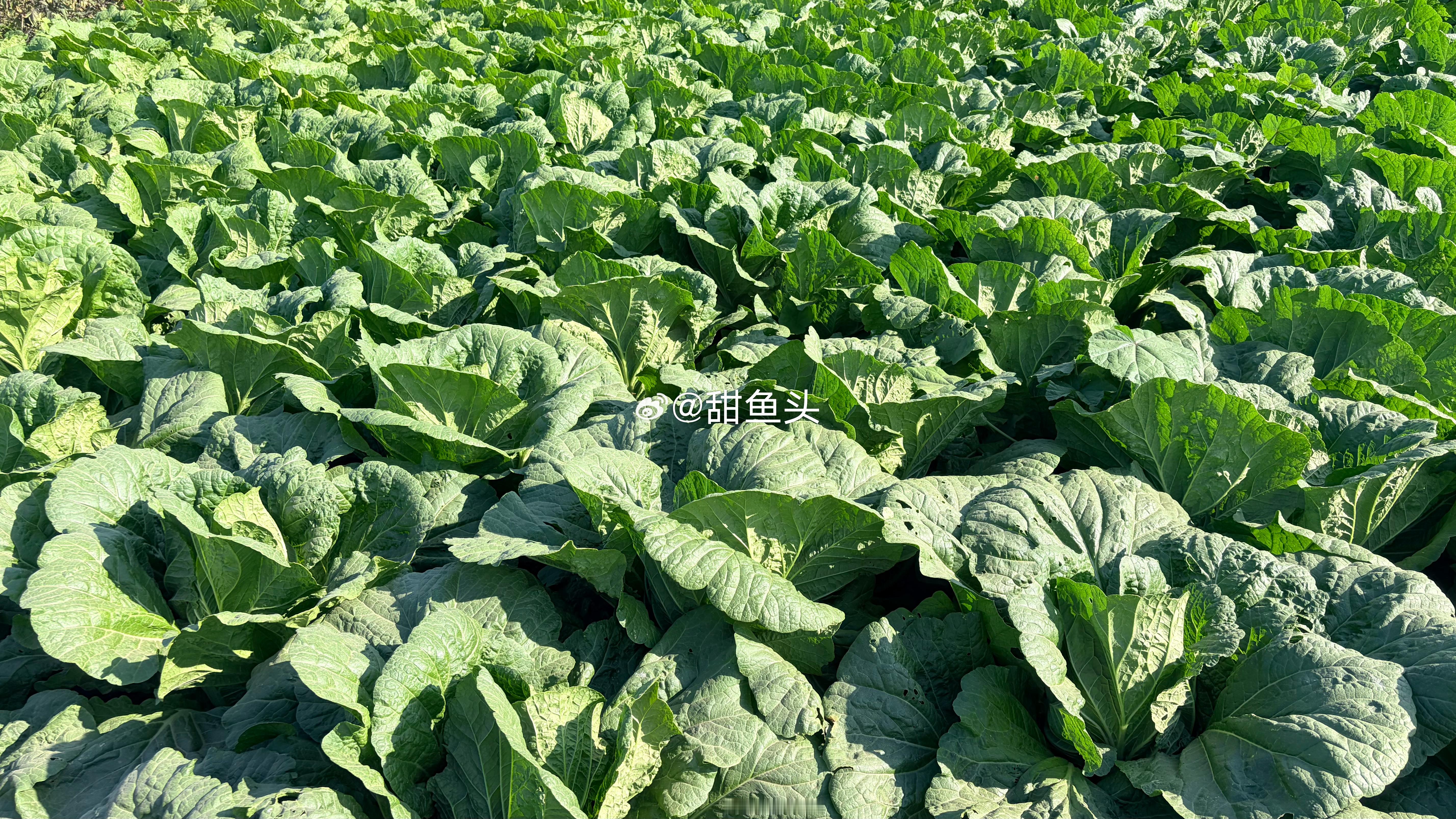 一点小菜[yeah] ​​​