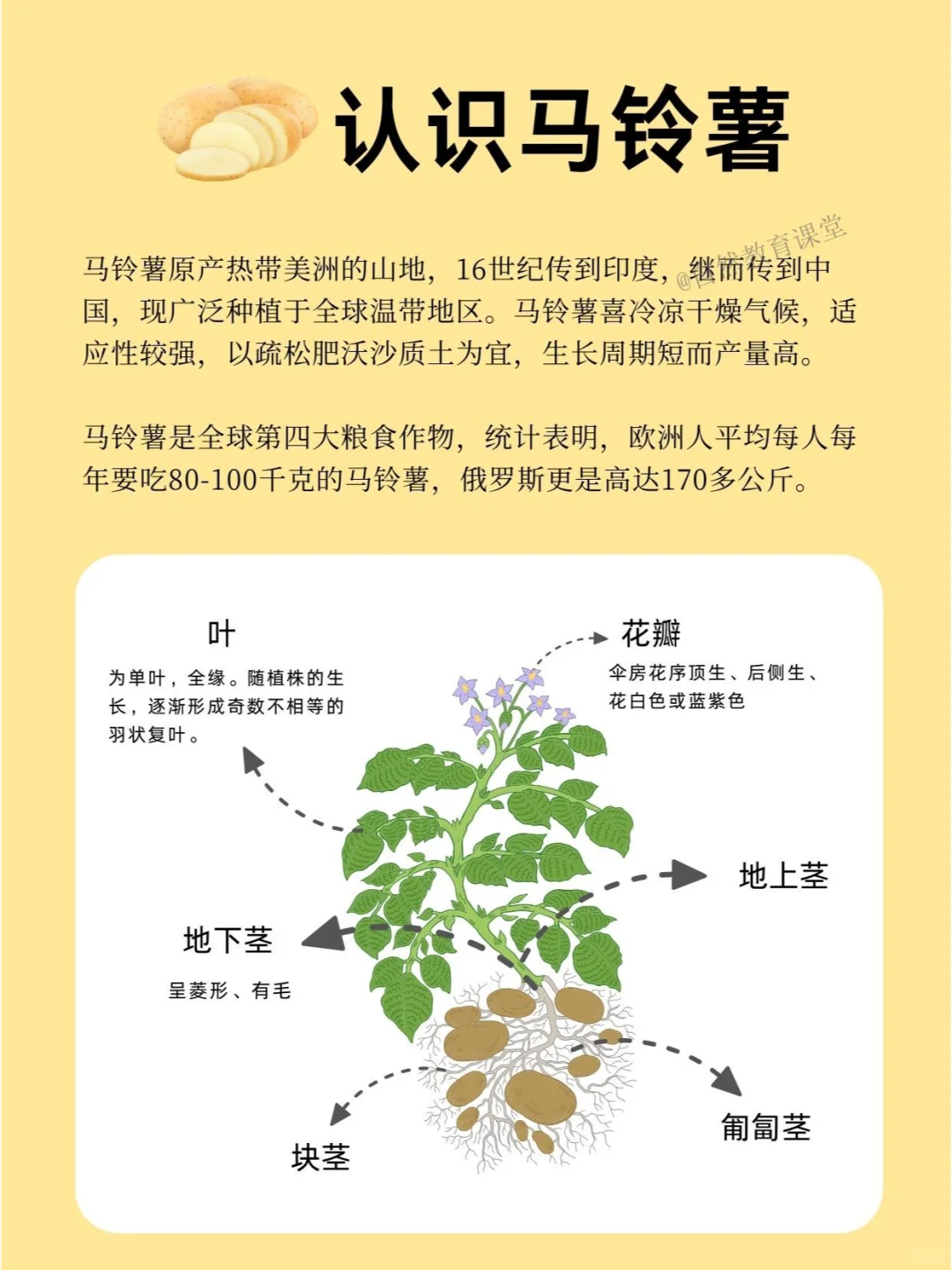 自然教育手册 | 和马铃薯一起开启趣味之旅