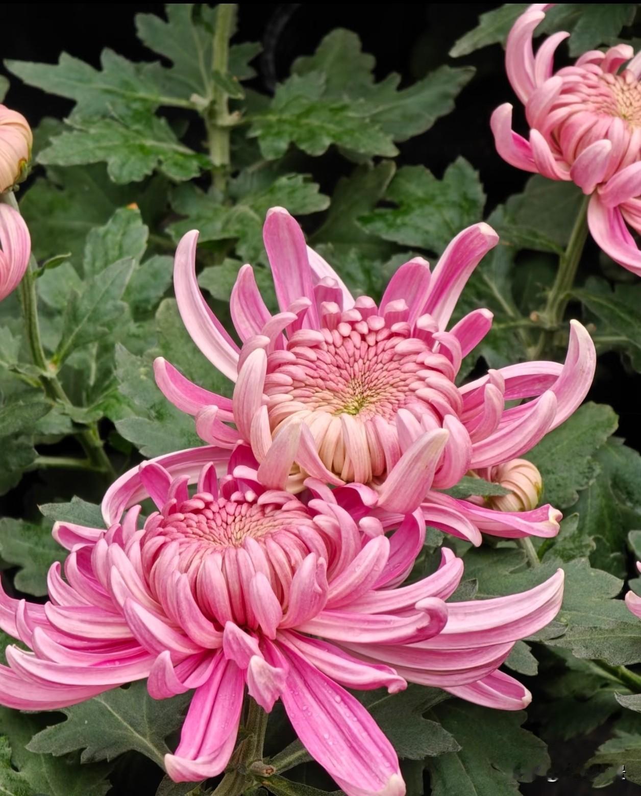 柔粉丝菊缀着细碎水珠，卷曲绵长的花瓣层层舒展，在翠绿叶片间静静绽放，自带温柔又坚