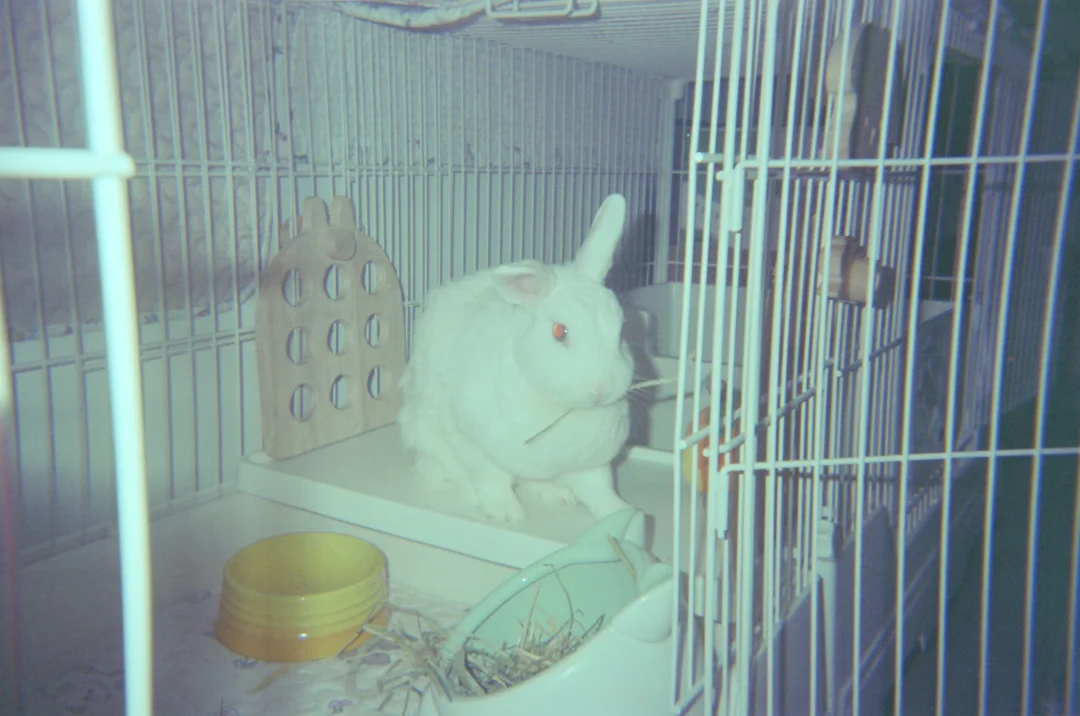 胶片机邪恶小兔
