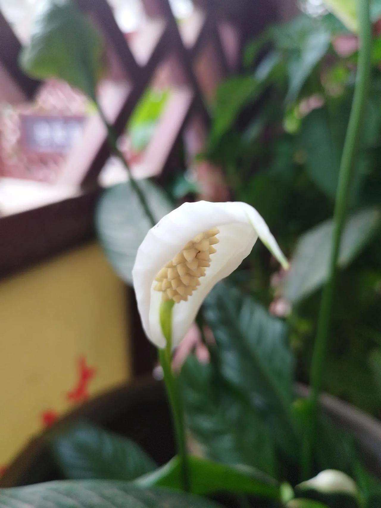 浣溪沙   秋音
云淡天高唱雁鸿，陌阡草棘噪鸣虫，凉蝉树上叹西风。
沃野稻田波浪