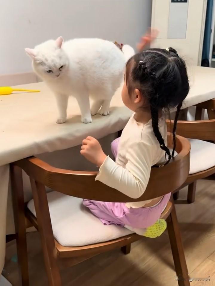 有的家长，甚至孙女的爷爷奶奶，真是混蛋透顶，人畜不分！

猫，再宝贝，再名贵，哪