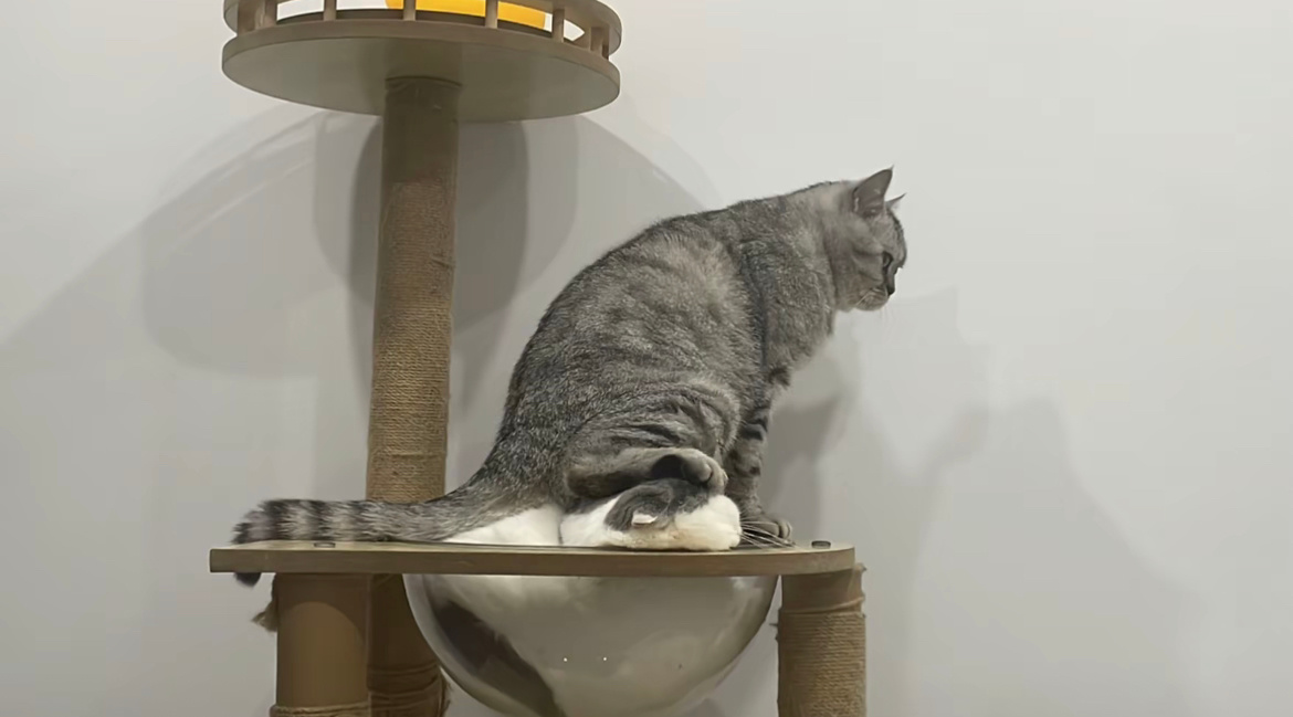 #橘猫为了抢占猫窝狂踩美短脑袋#你好这算不算猫界霸凌事件？ ​​​
