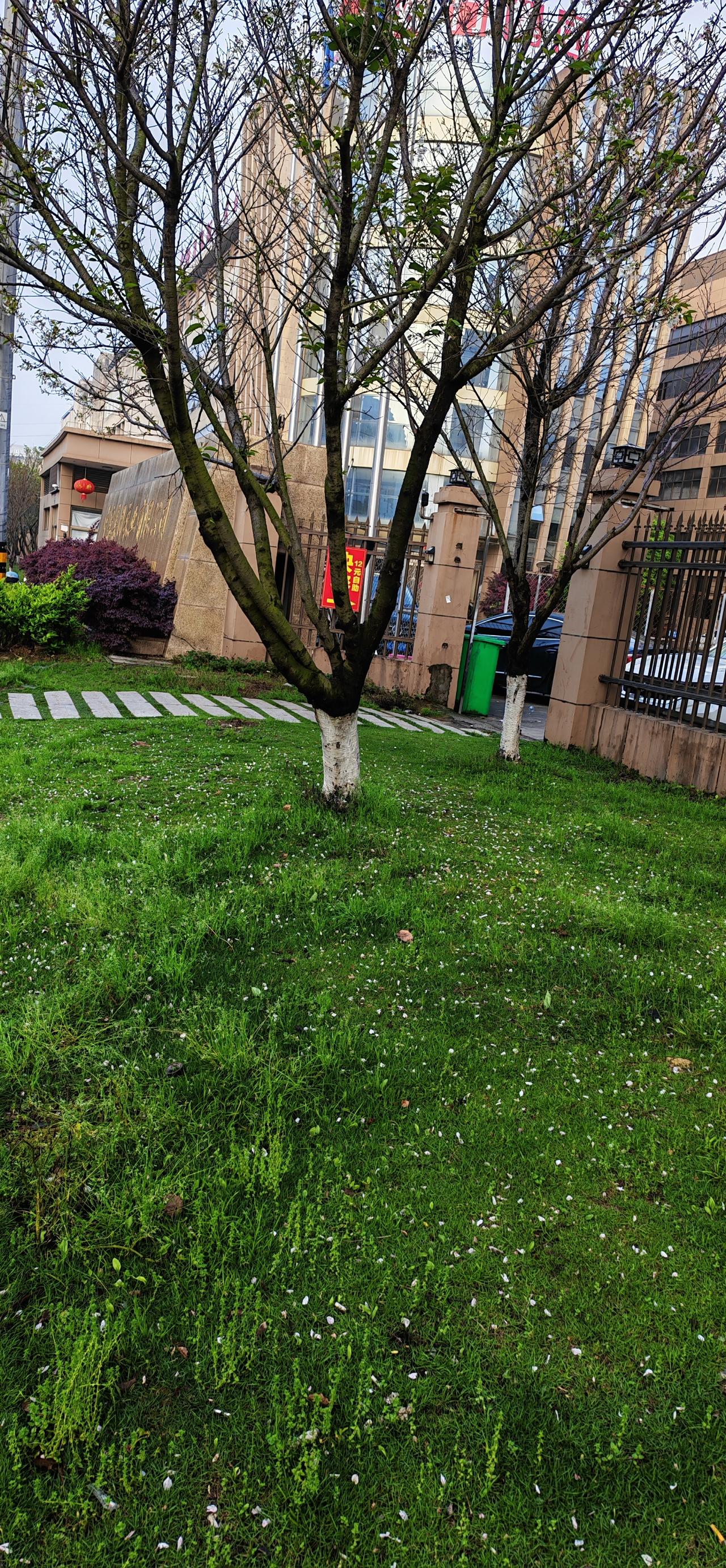 梨花落，满地伤…