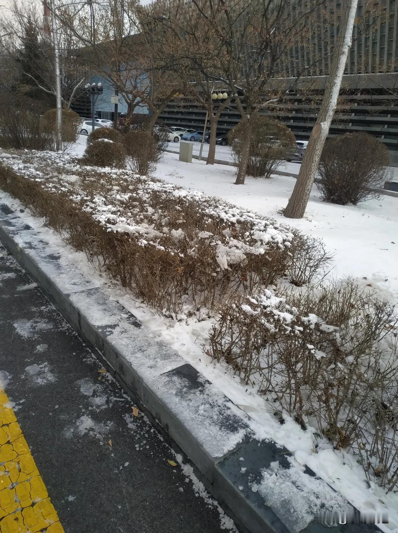 分享你随手拍的雪后照片瑞雪兆丰年，清雪不得闲，铲冰不惜力，只为人车安。