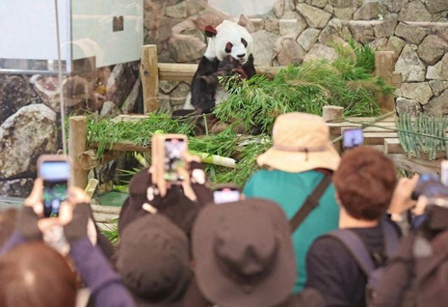 别了，日本“国宝”！“香香”姐妹要回家了，上野这一幕让人泪目



上野动物园又