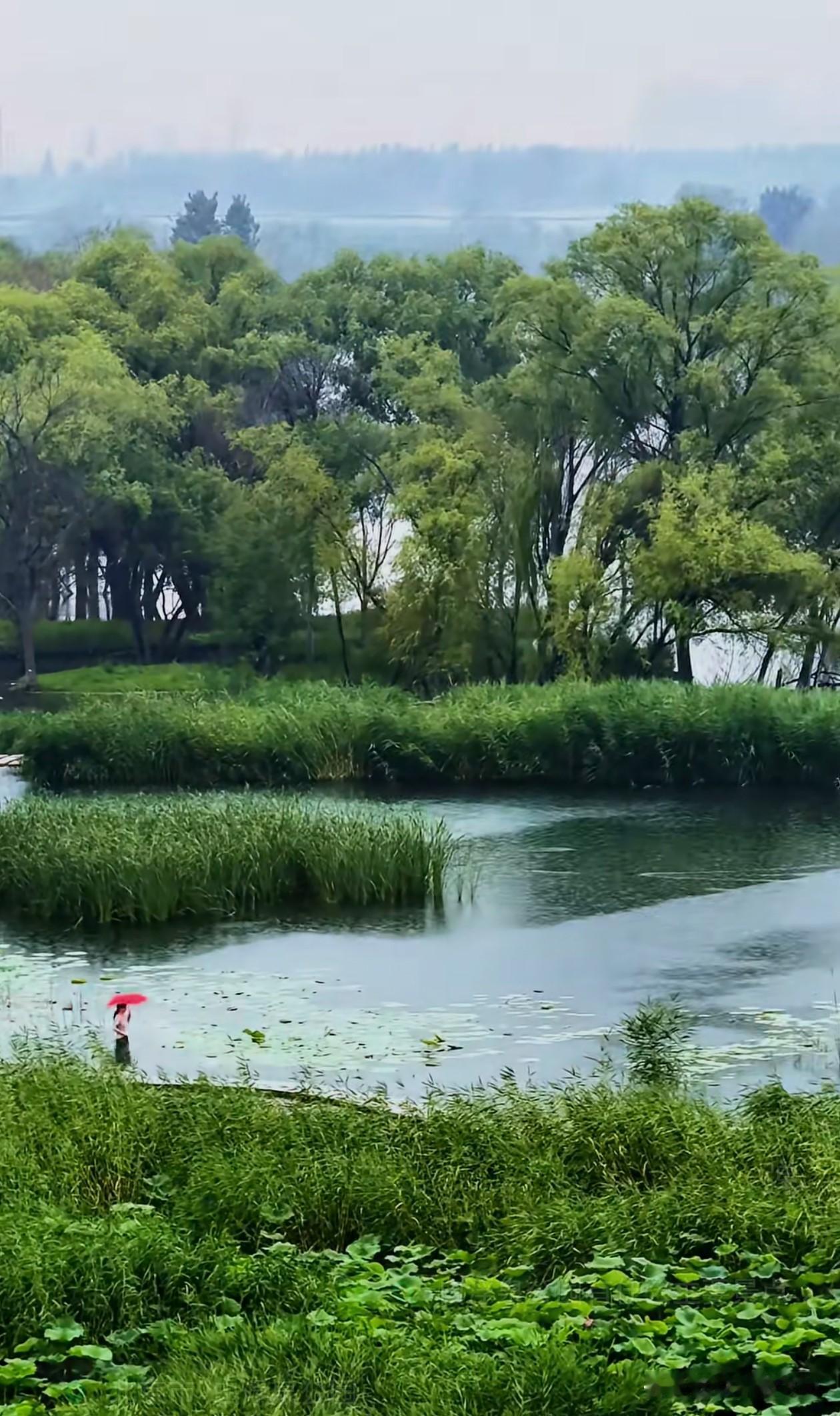 京城烟雨什么样，原来就是这个样子。今年6月一下雨，位于北京昌平区的白浮泉公园，瞬