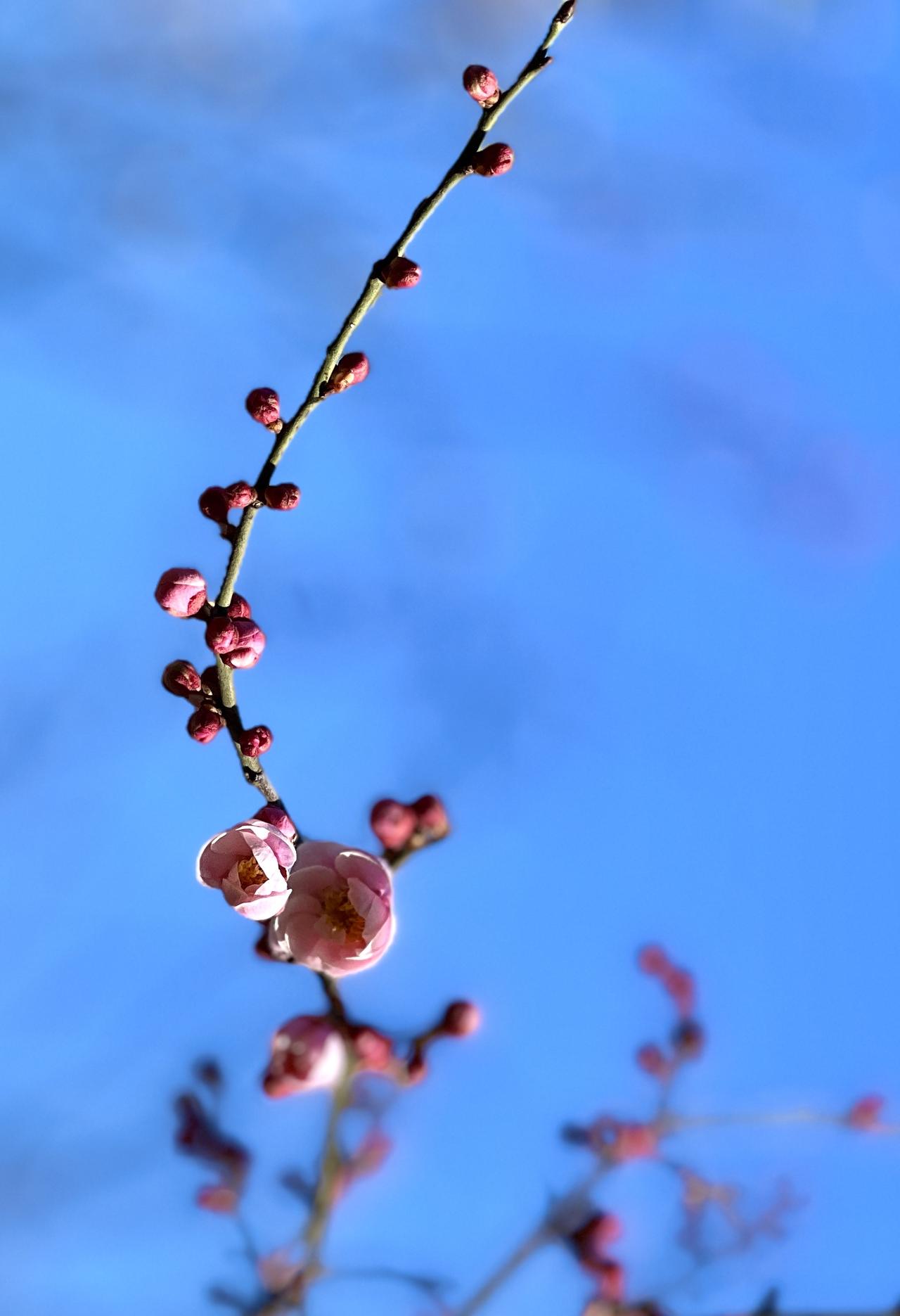 明城墙外春意浓 梅闹枝头柳色新