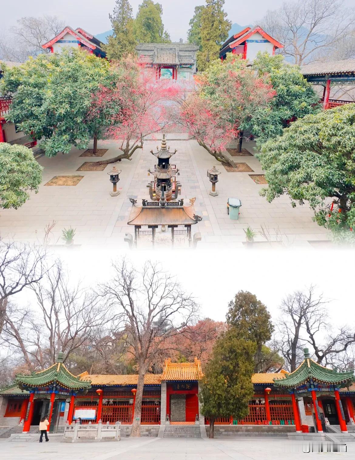 【楼观台宗圣宫红梅初绽 寒香迎春】近日，西安市周至县楼观台宗圣宫内的红梅悄然绽放