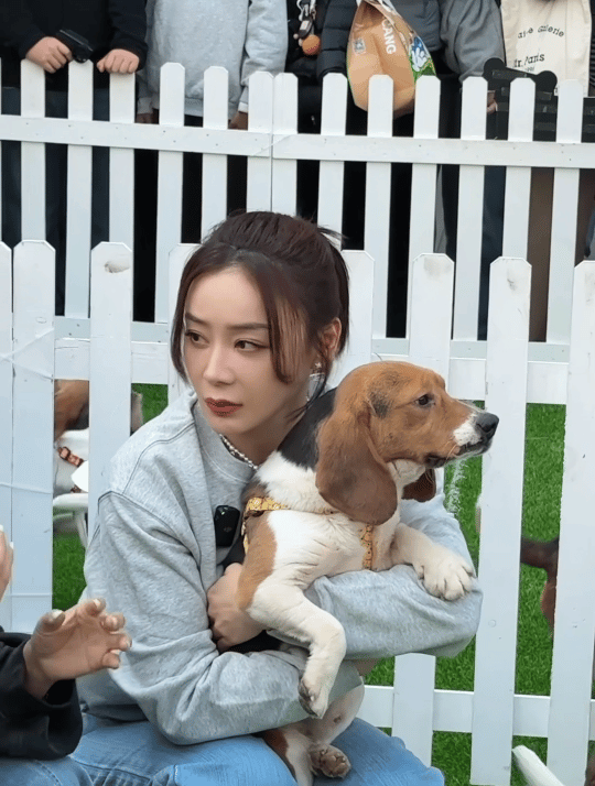 偶遇袁姗姗在街头做义工温柔和狗狗互动，这样的袁姗姗太治愈了～ 