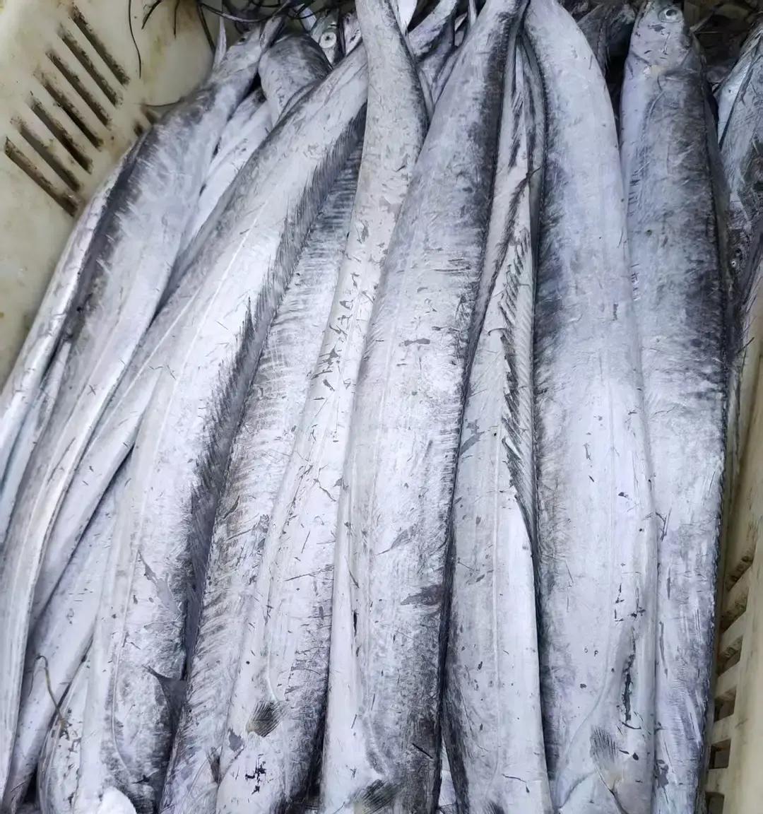 青岛今天第一批开海后的海鲜上岸，都是青岛本地海鲜。刀鱼16.8元一斤，鲳鱼卖20