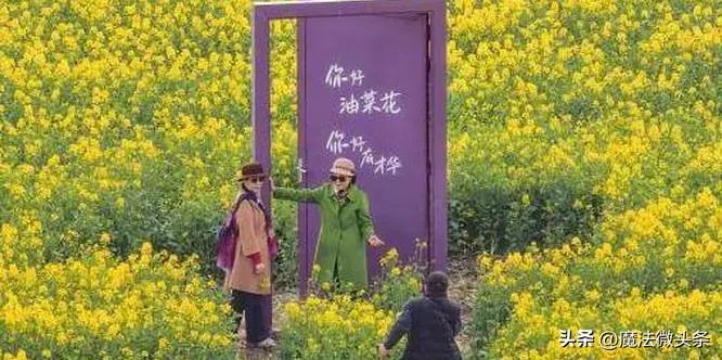 春日氛围拉满！江苏高邮千亩油菜花海如金色织毯漫步在这片千亩油菜花海中，那浓郁的花