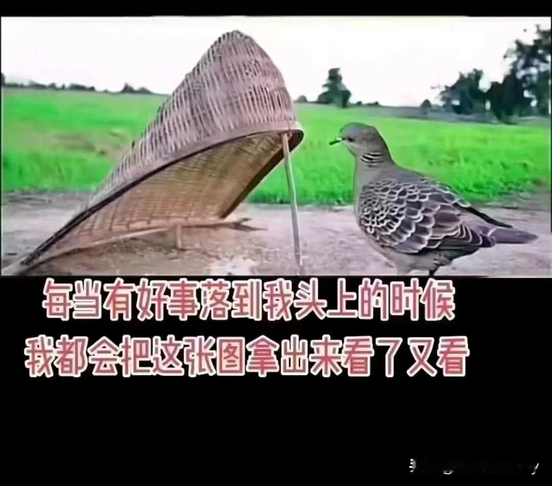 前几日在抖音直播卖货的直播间购置了一套黄金纪念币，价值4890元。直播宣称是给粉