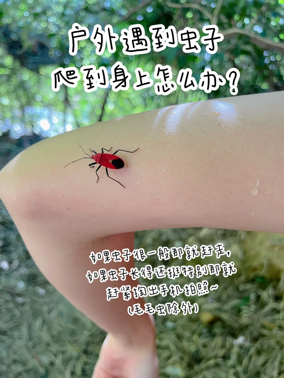 户外遇到虫子怎么办？