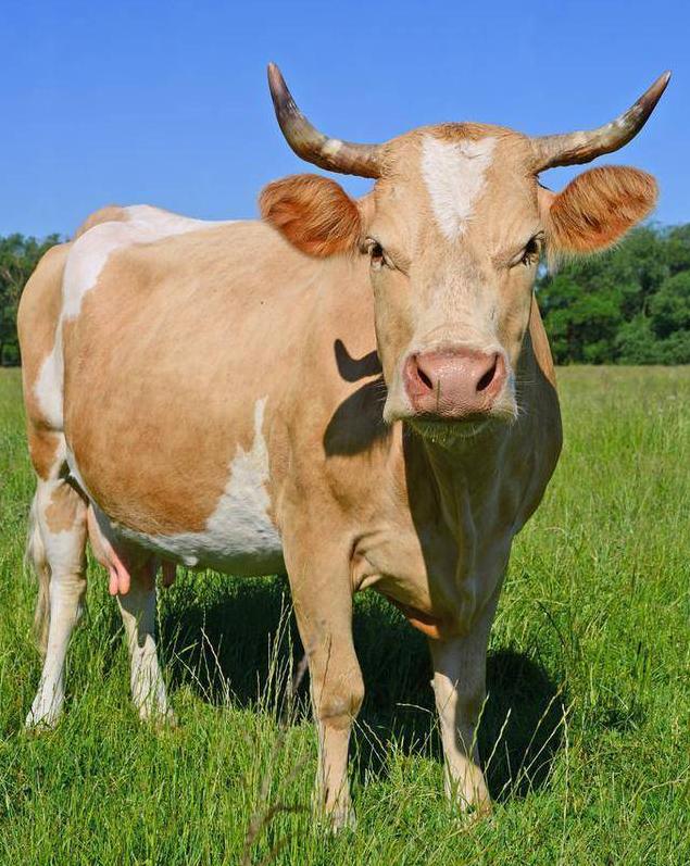 阿根廷为啥非得跑一万多公里，把牛肉便宜卖到中国？其实主要还因为他们的牛肉，在阿根