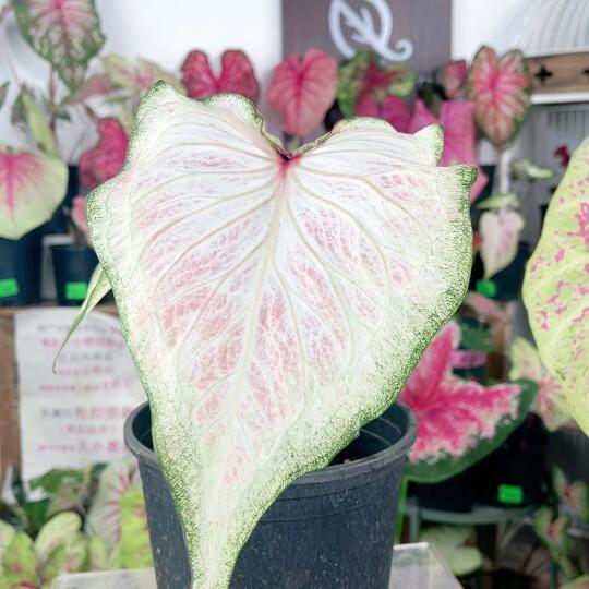 白色奇迹彩叶芋