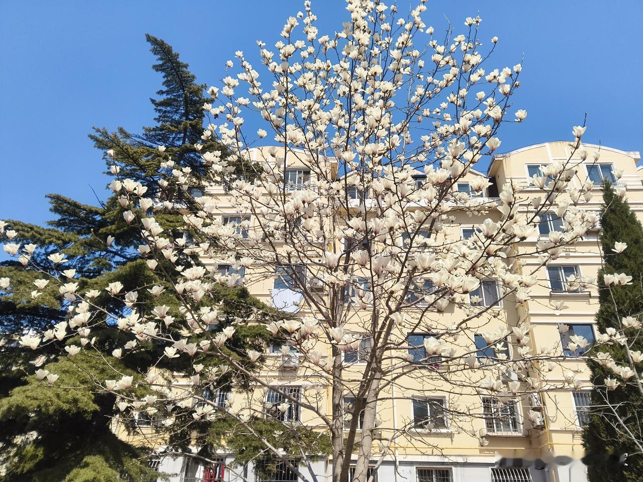 现在是阳历四月份了，大连的路边和公园里不少花开放了。红的，粉的，白的，黄的，争奇