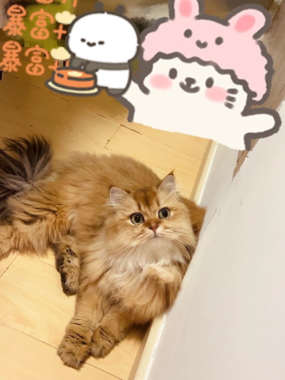 元宝：人 新年快乐记得暴富继续幸福啊 