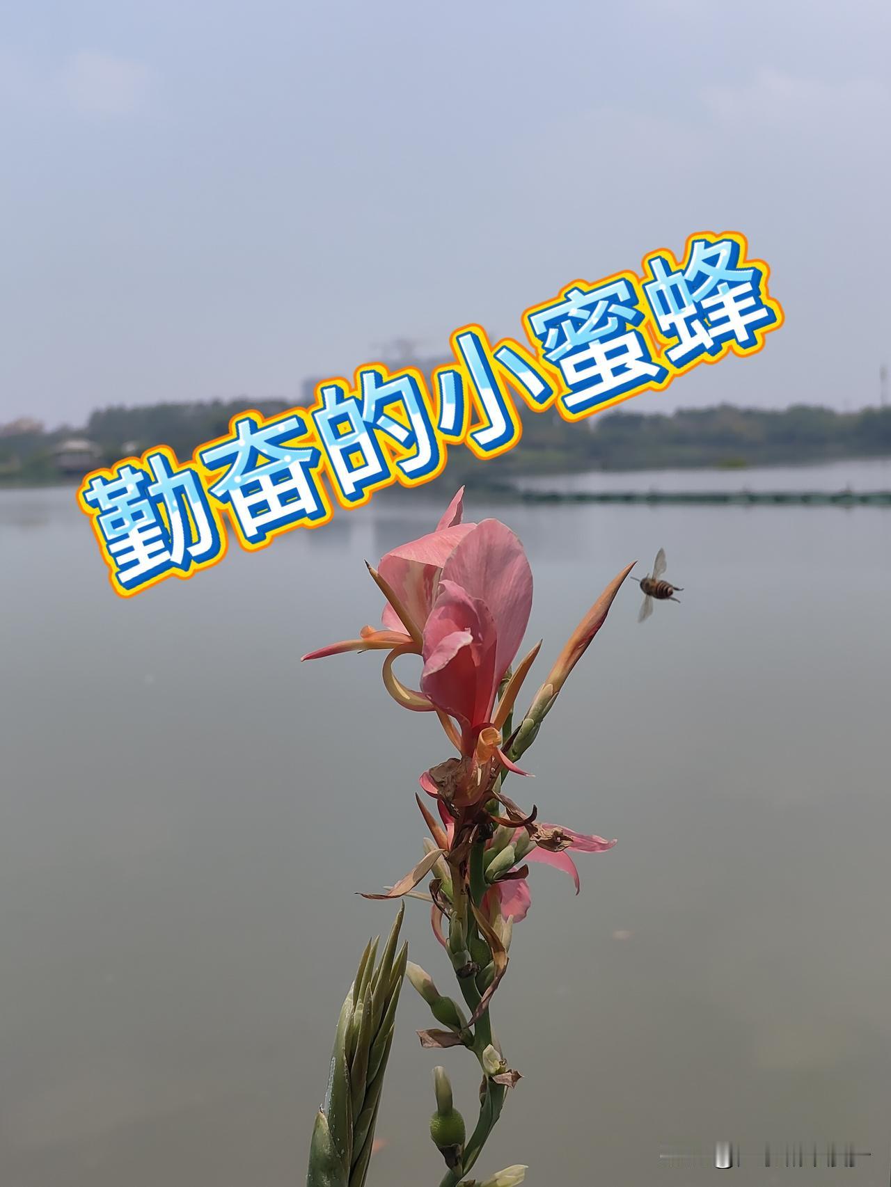 随拍｜小蜜蜂似乎和我扛上了吗？

为抓拍这只勤劳的小蜜蜂，我在原地静静等候了半小