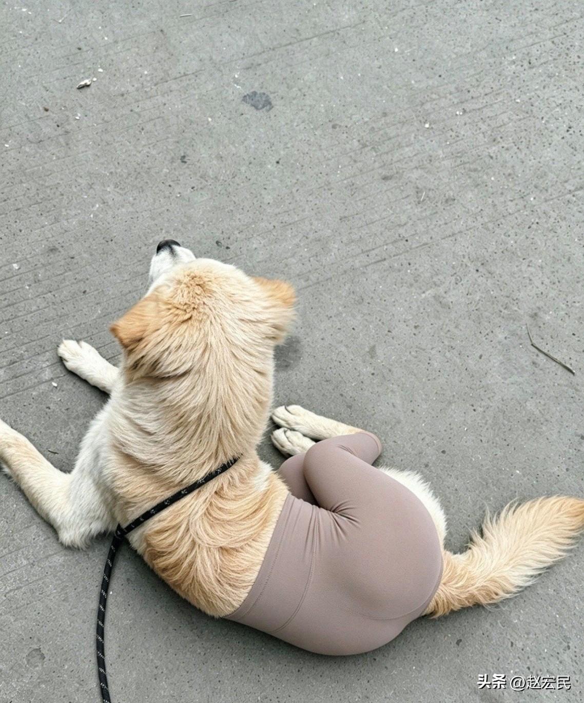 最近宠物圈很流行的，给宠物猫狗穿上瑜伽裤，哈哈哈，怎么会出现这种现象？ ​​​
