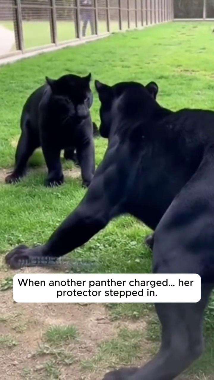 Everyone panicked when a tiny kitten fel