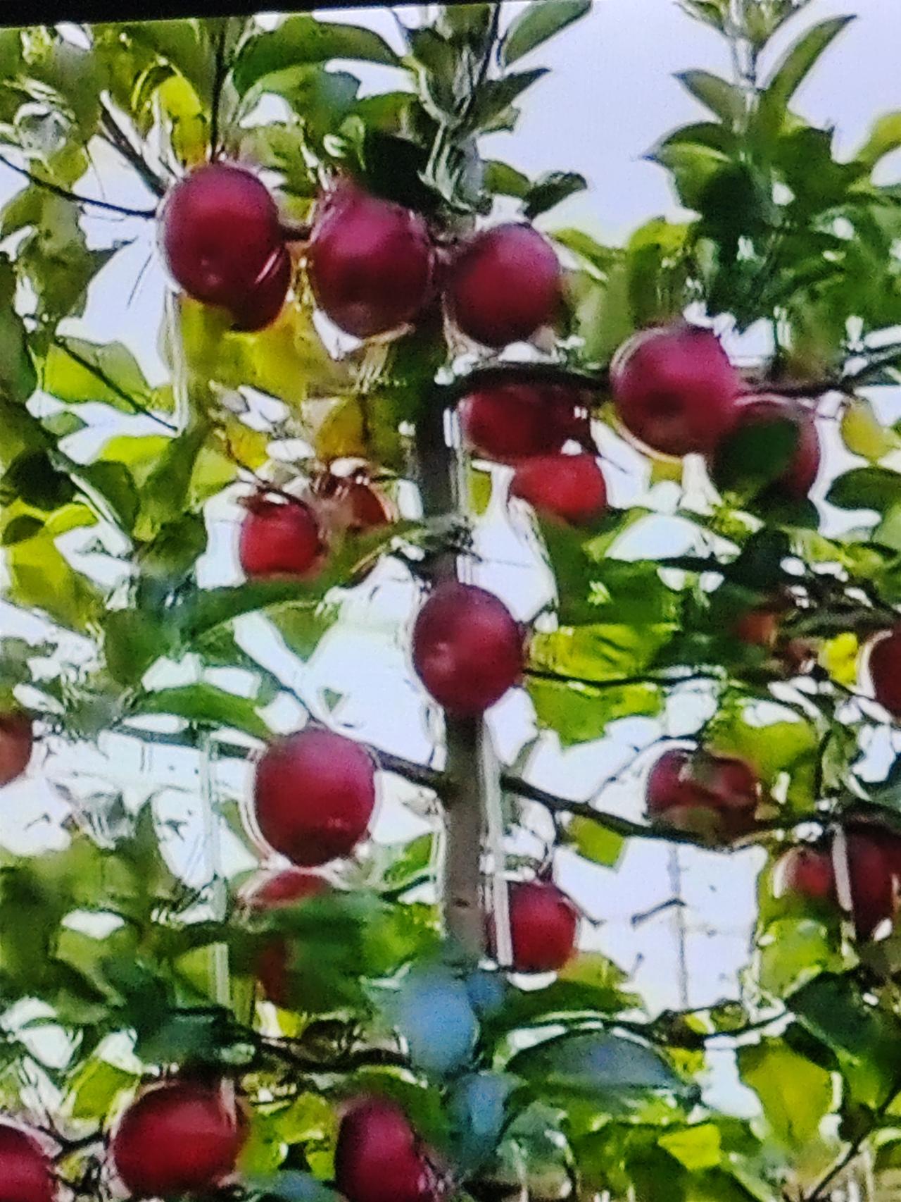 老话常说“一称来的百称走，平称你难保足盈”。意思是趸货时是一称一称称好的，卖出去