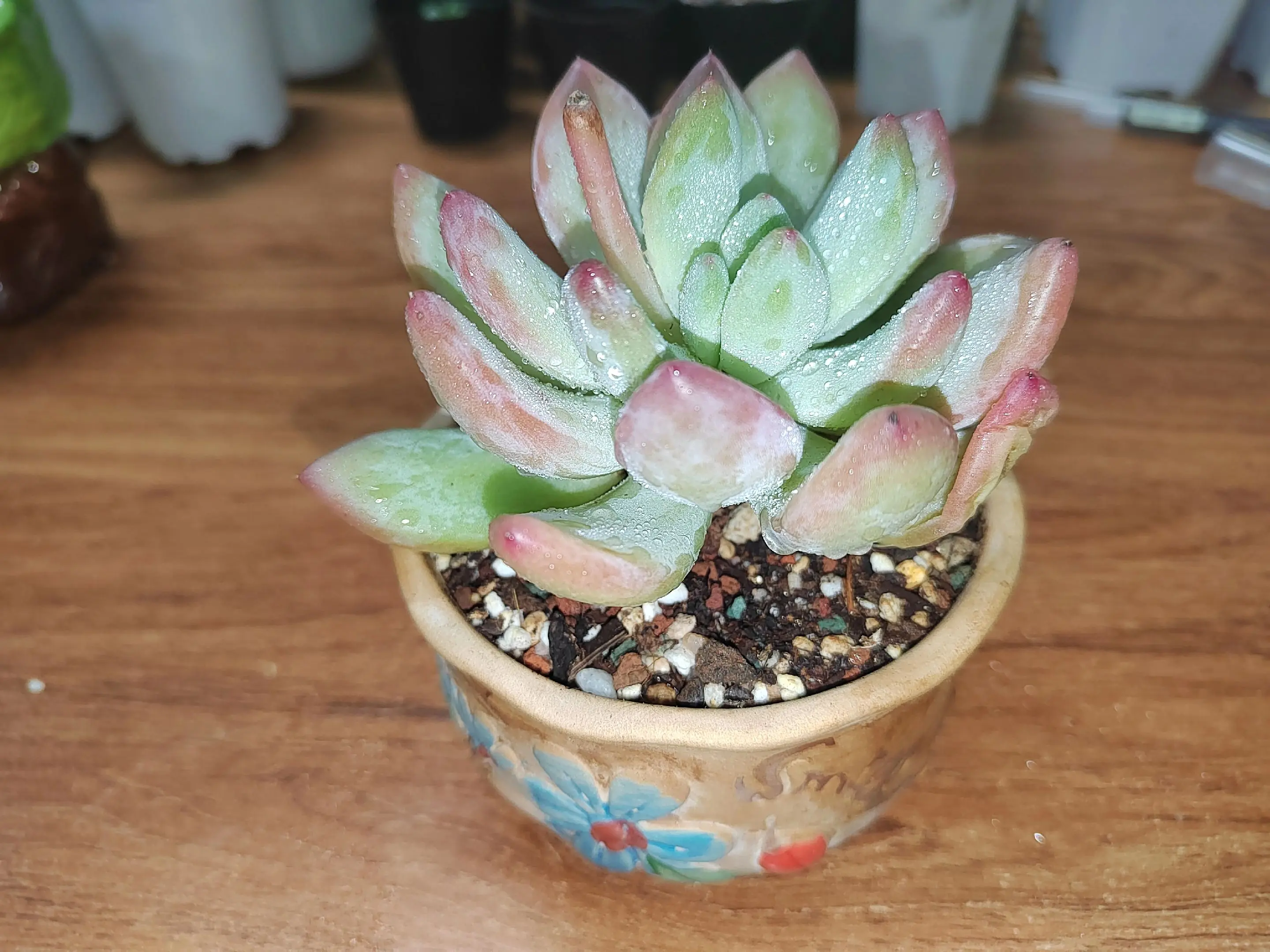 看了我的花🌸花，请友好回礼哦！