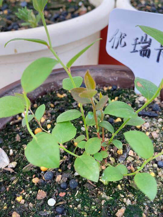 蓝莓这个坑也算踏半只脚进来了，试试水