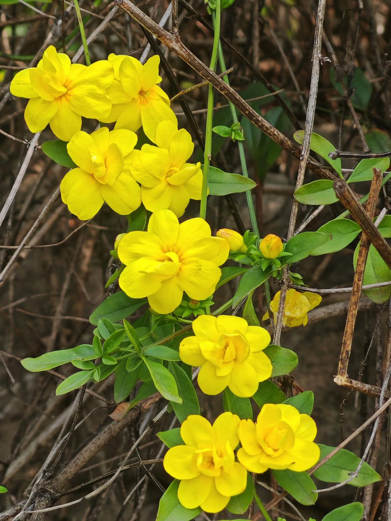 迎春花可是北方春天最早开的小黄花，是“早春小黄花三姐妹”中的大姐。它是木犀科素馨