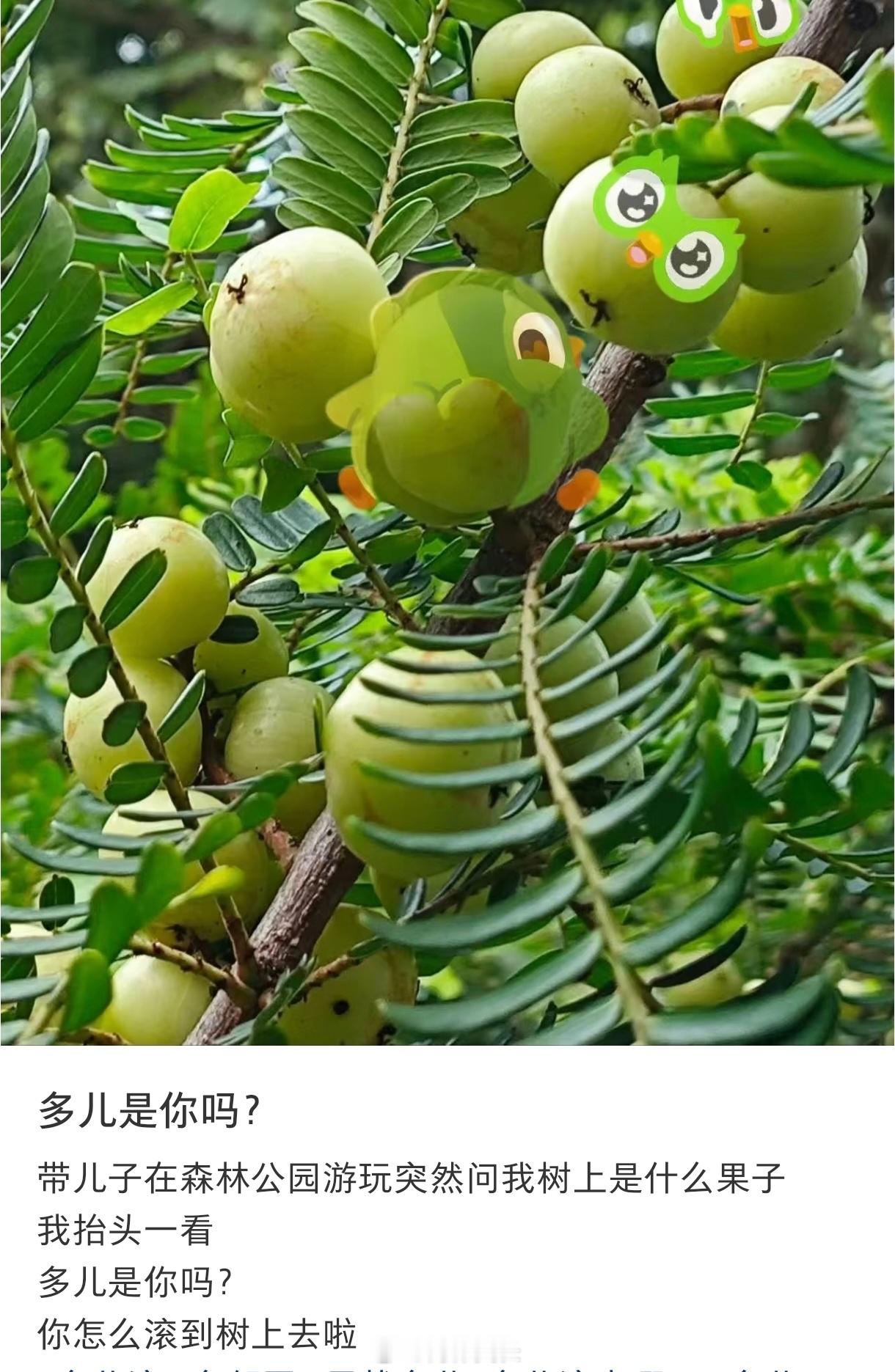 多儿是你吗暑假冲浪计划
