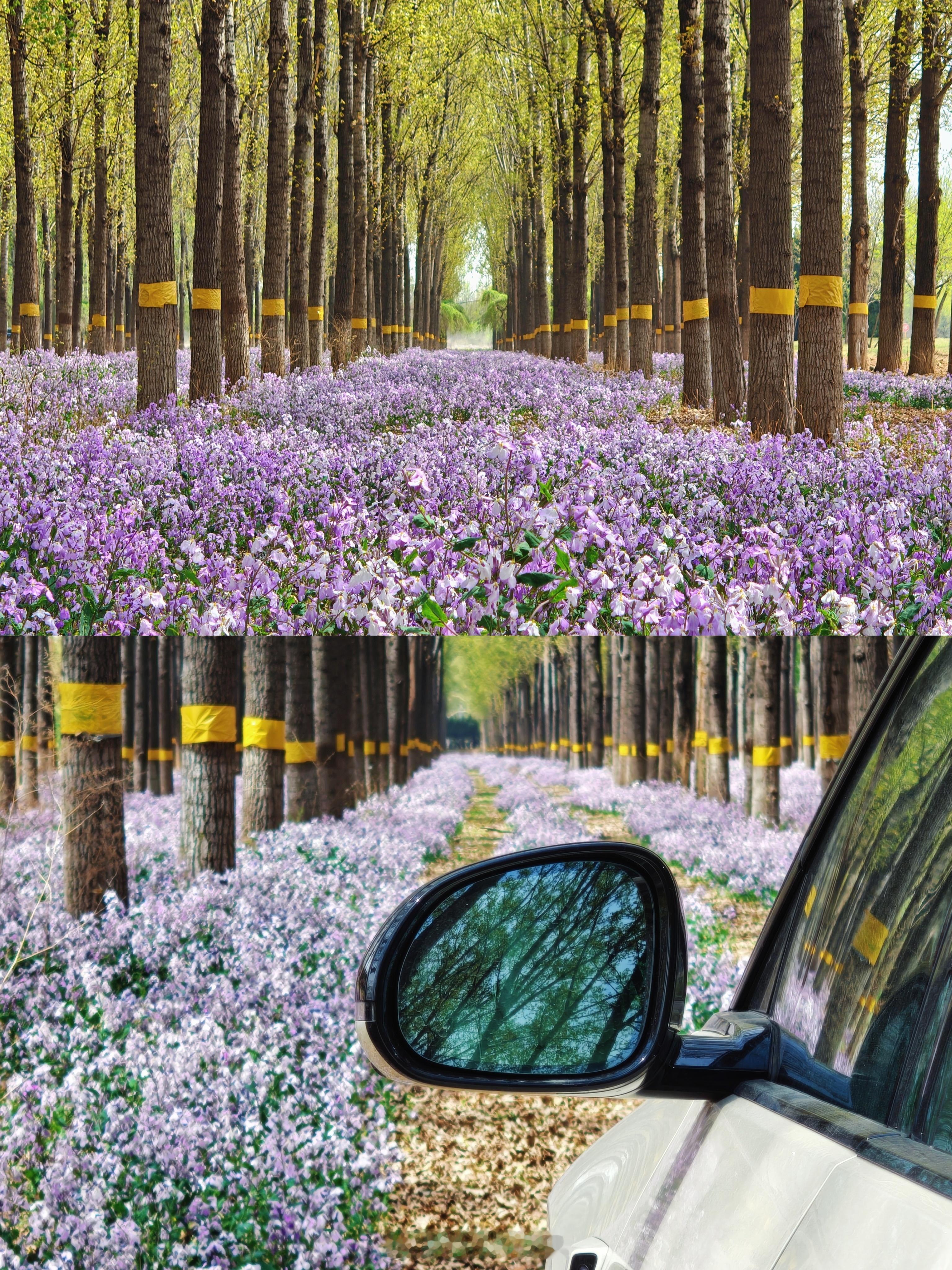 🗺️顺义白马路📆4.12花开正盛，二月兰花期比较长🏕️车可以开进去，无人管