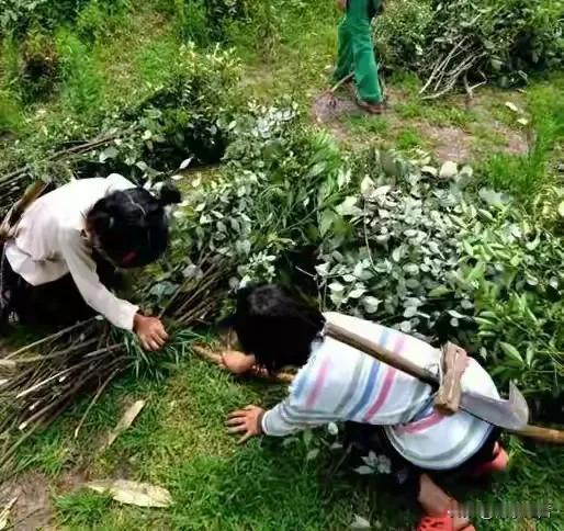 被一个00后小姑娘的话震惊了。她把吸管戳破珍珠奶茶杯盖，水珠顺着玻璃滑到木质桌面