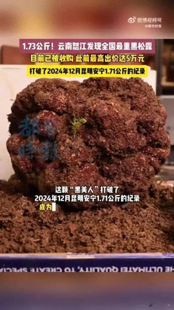 云南采到最大松露，价格却低得离谱，背后是资源被拿捏的无奈

近日在云南怒江，有人