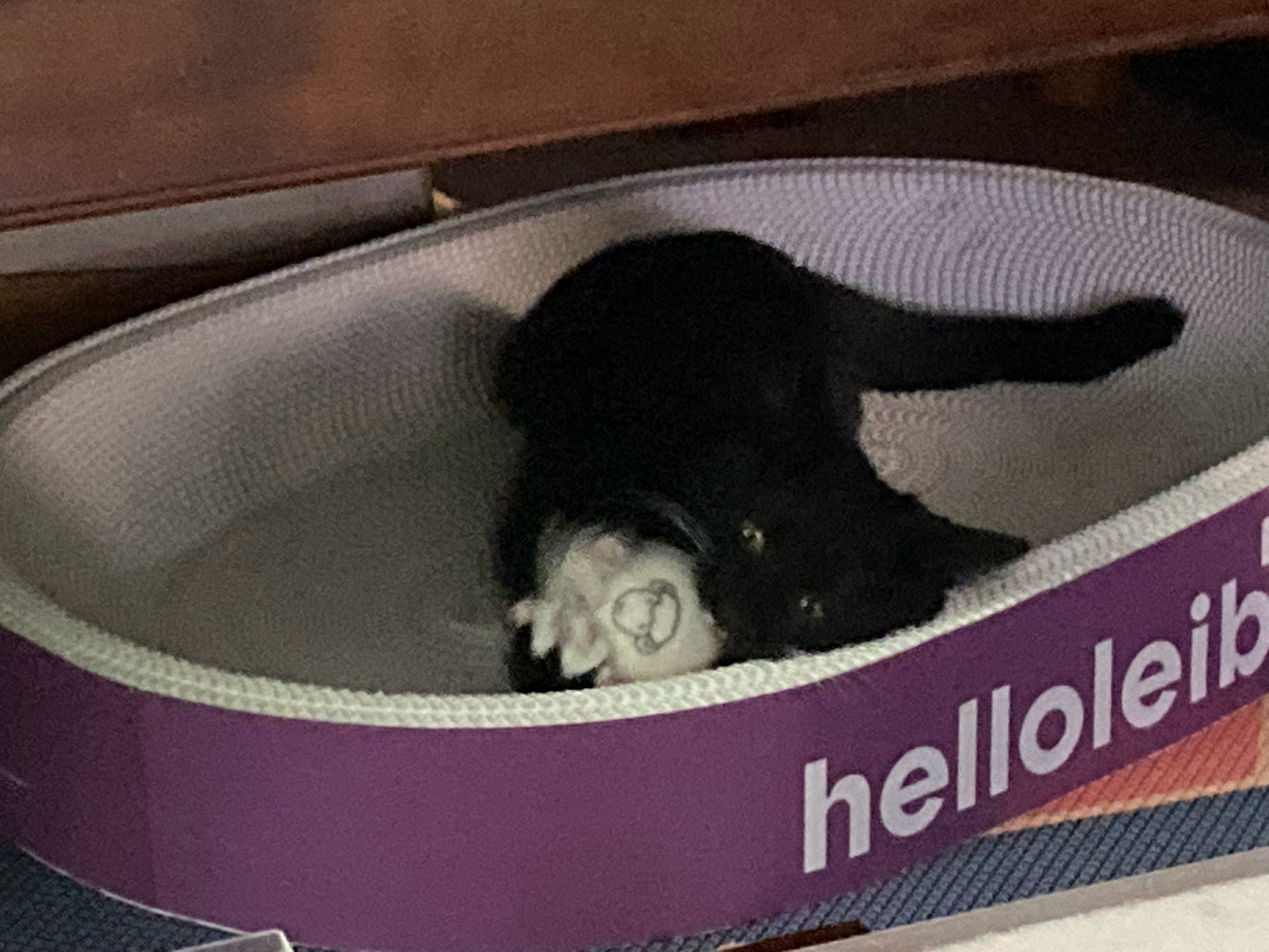 给猫买了个羊毛球……它超爱（ 