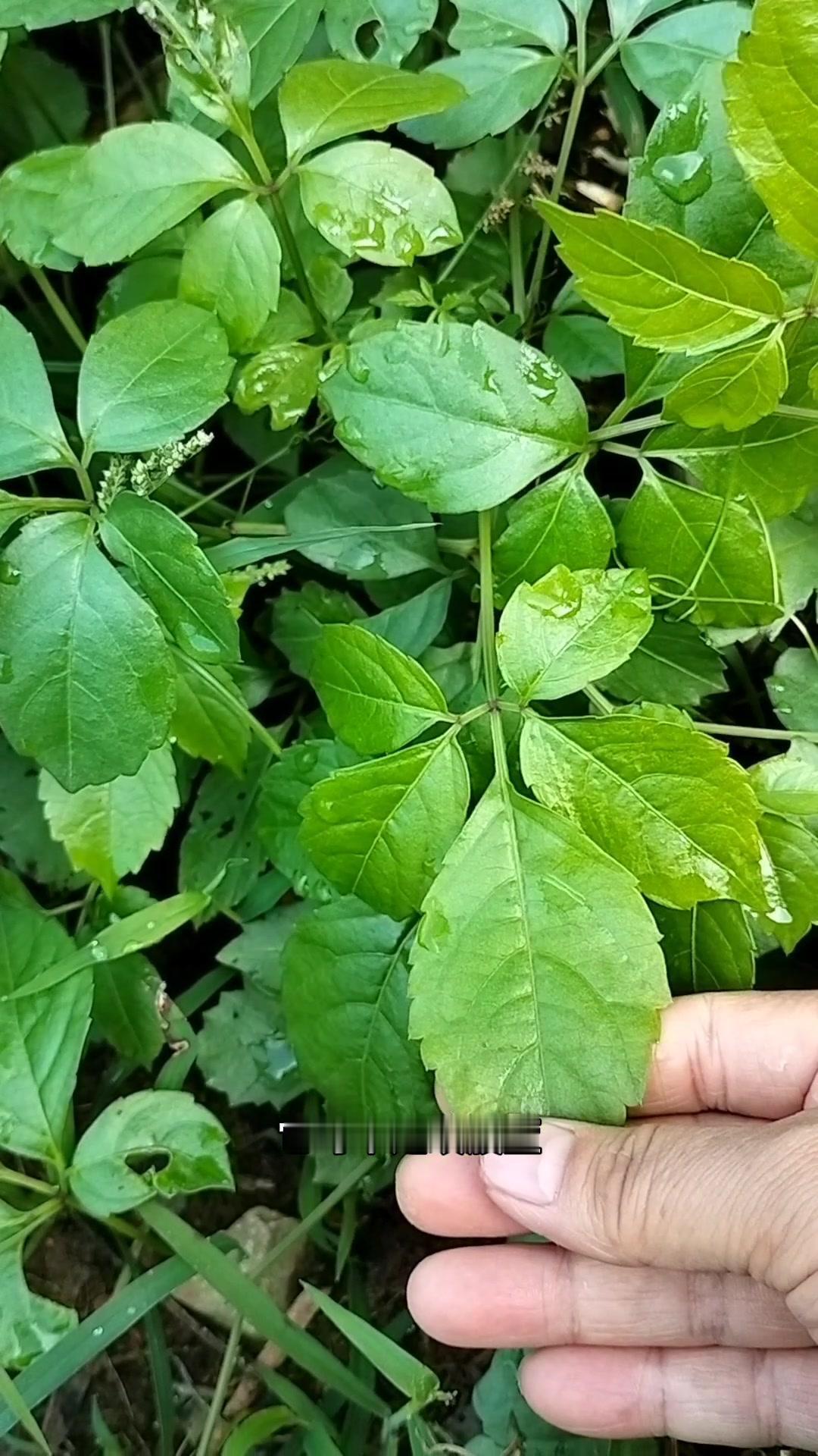 五爪龙vs绞股蓝，别再认错啦！🌿农村常见的五爪龙，人称母猪藤，和绞股蓝长得太像