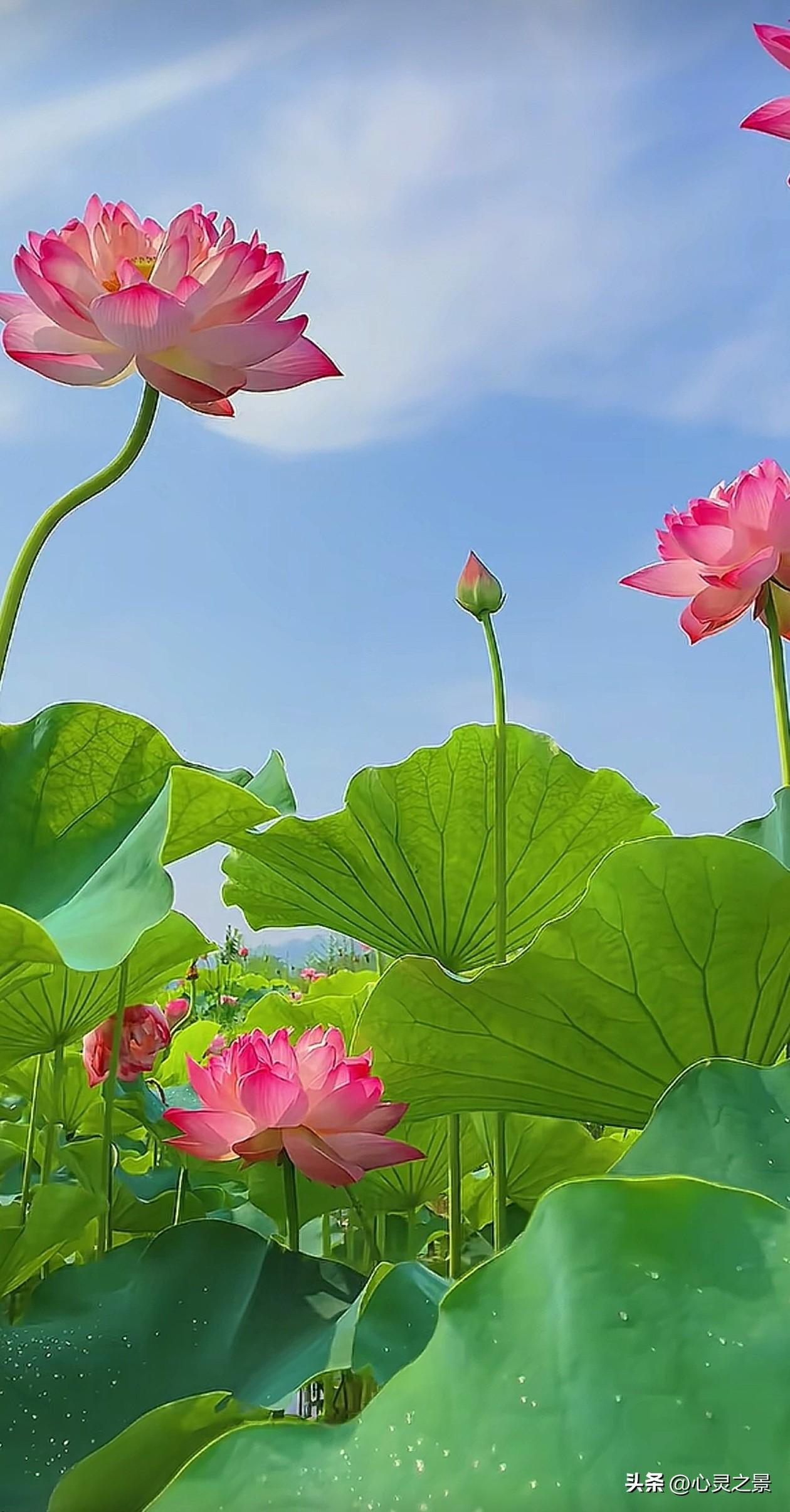夏日最好的治愈，藏在万亩荷塘里。
绿盘承露，粉花临风，清风拂去人间燥热。
不必奔