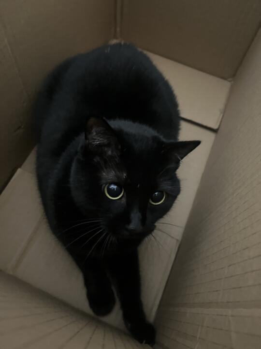 论纸盒对猫咪的吸引力